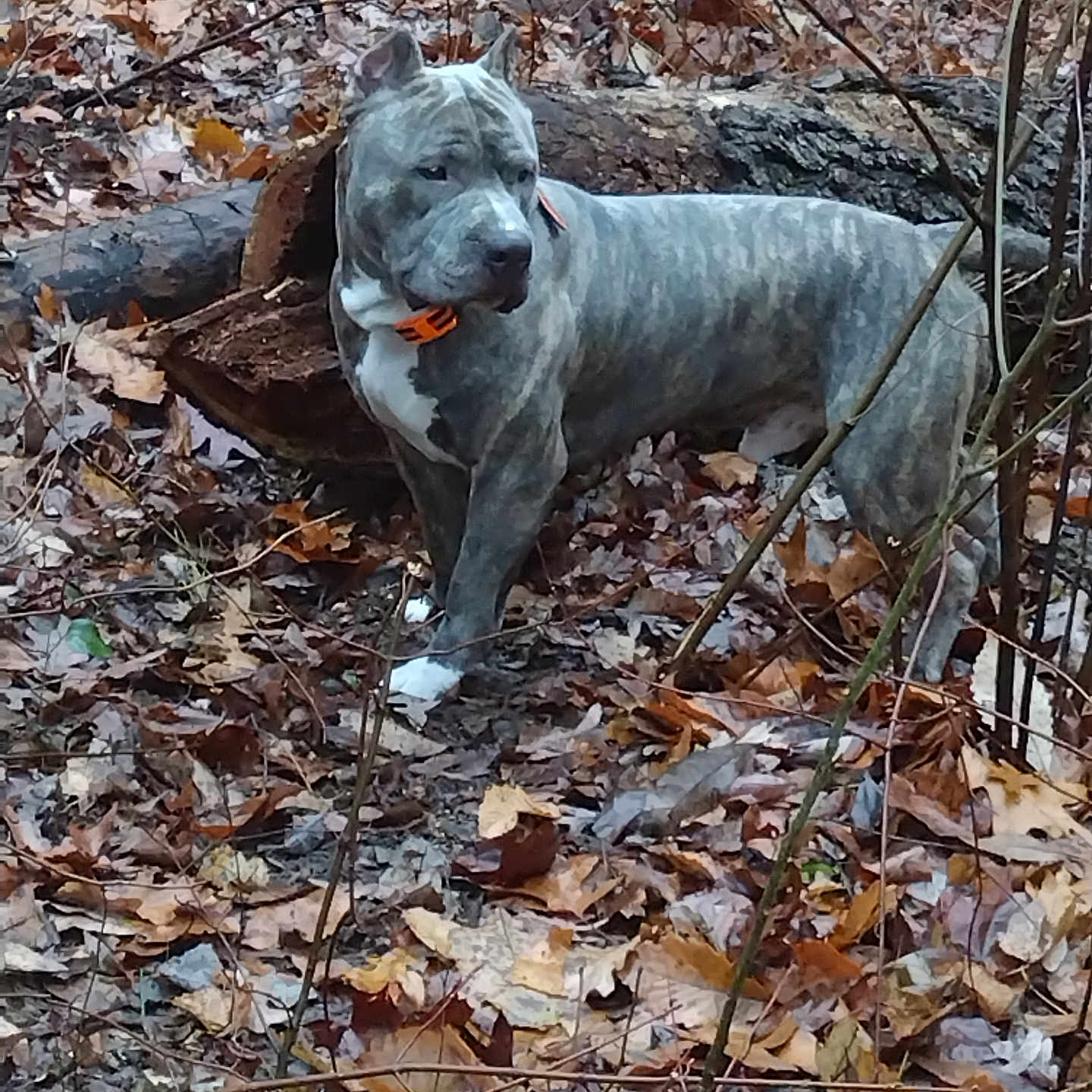 Ace joined the competition — help win amazing prizes! animal, boxer, bulldog, canine, den, dog, indoors, leaf, nature, outdoors, pet, pitbull, plant, puppy, rock, slate, soil, tree, treetrunk, vegetation