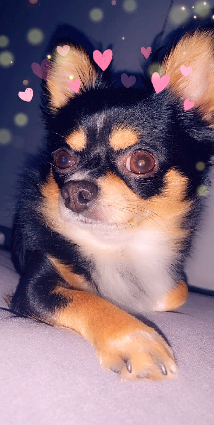 Ciro participe au concours pour gagner de l'argent avec cette photo : ancient_dog_breeds, canidae, carnivore, chihuahua, companion_dog, dog, dog_breed, ear, english_toy_terrier, fawn, mammal, puppy, puppy_love, rare_breed_dog, russkiy_toy, skin, snout, toy_dog, vertebrate, whiskers