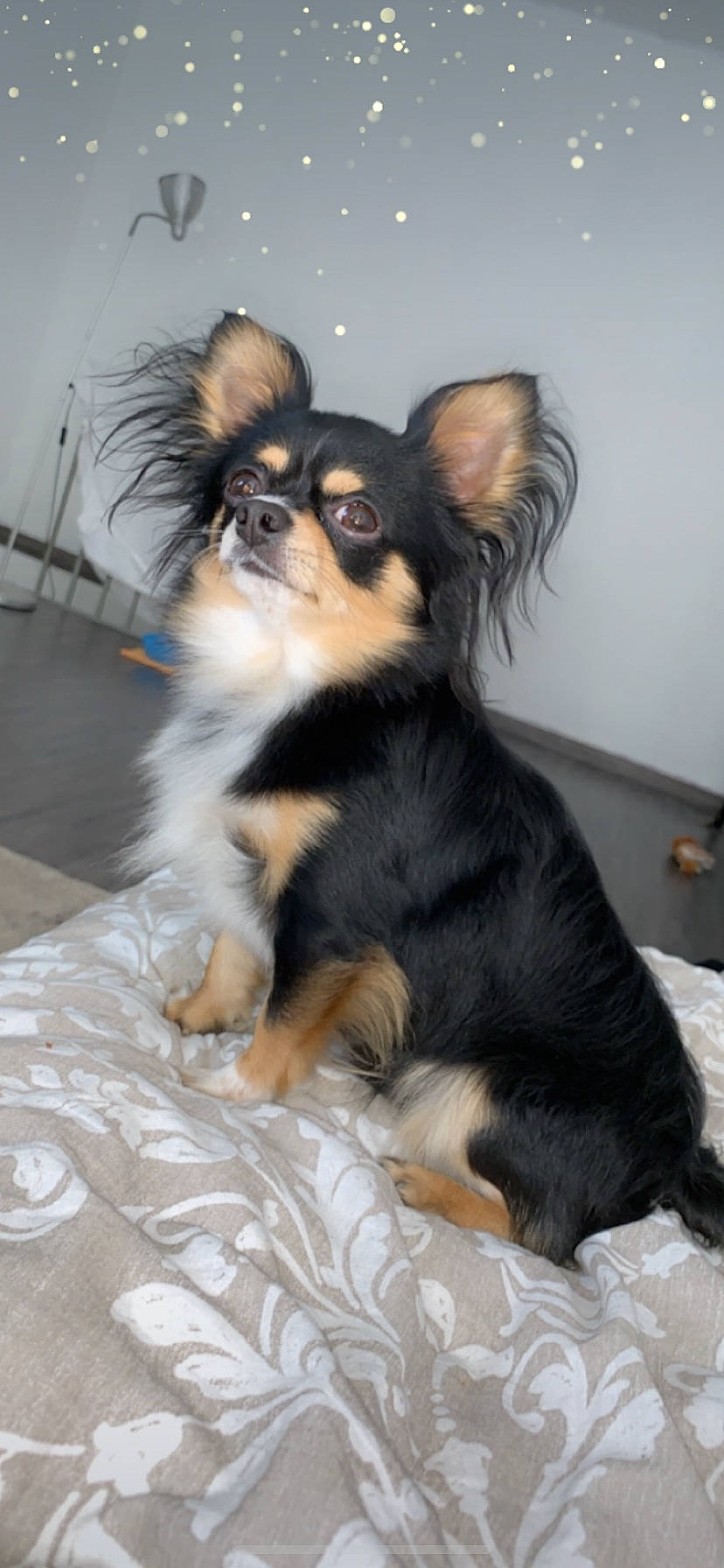Ciro participe au concours pour gagner de l'argent avec cette photo : canidae, carnivore, chihuahua, companion_dog, dog, dog_breed, fawn, mammal, puppy, rare_breed_dog, russkiy_toy, small_greek_domestic_dog, snout, sporting_group, terrier, toy_dog, vertebrate, yorkshire_terrier