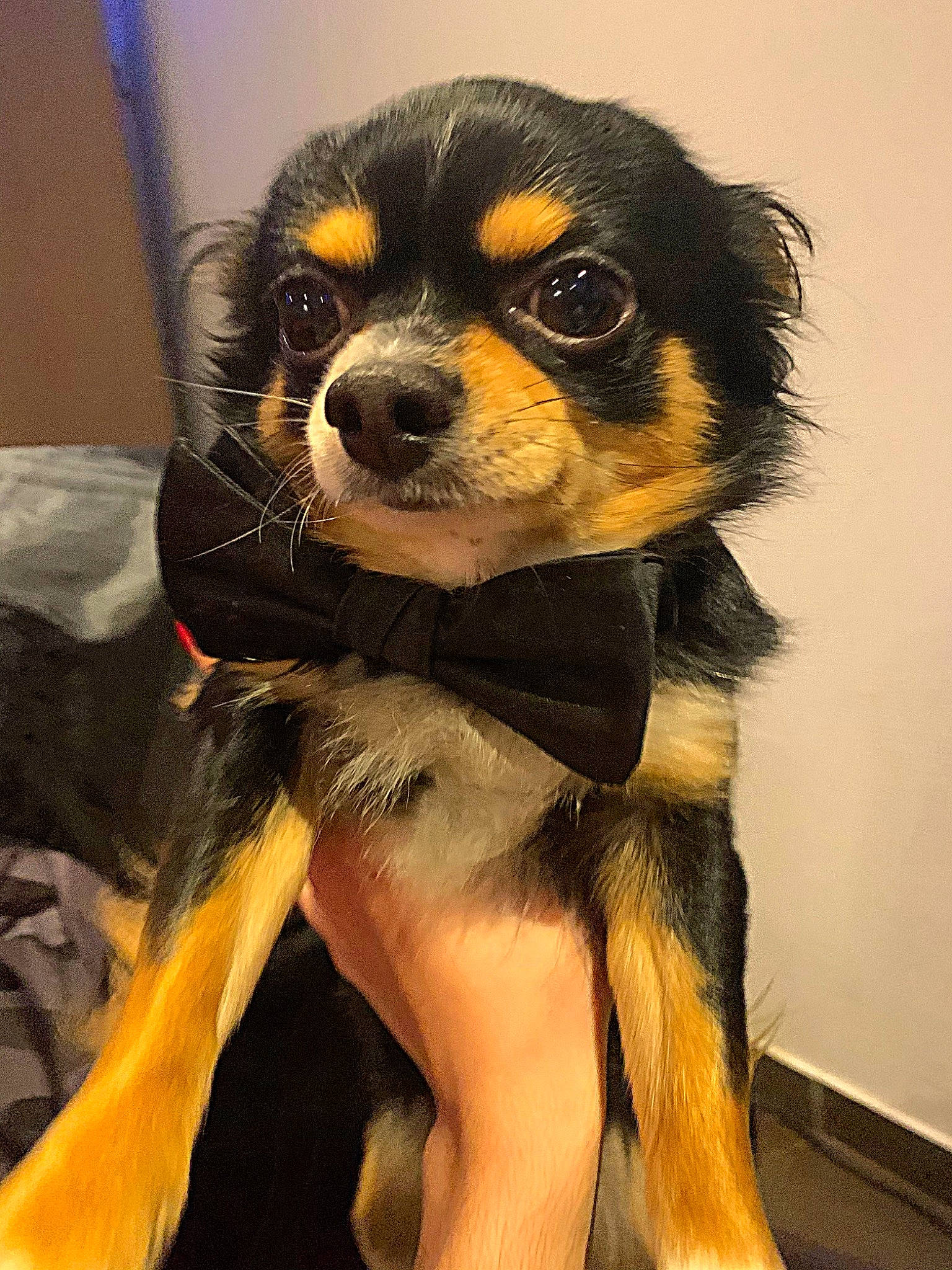 Ciro participe au concours pour gagner de l'argent avec cette photo : canidae, carnivore, cavalier_king_charles_spaniel, companion_dog, dog, dog_breed, fawn, mammal, puppy, puppy_love, rare_breed_dog, snout, sporting_group, toy_dog, vertebrate