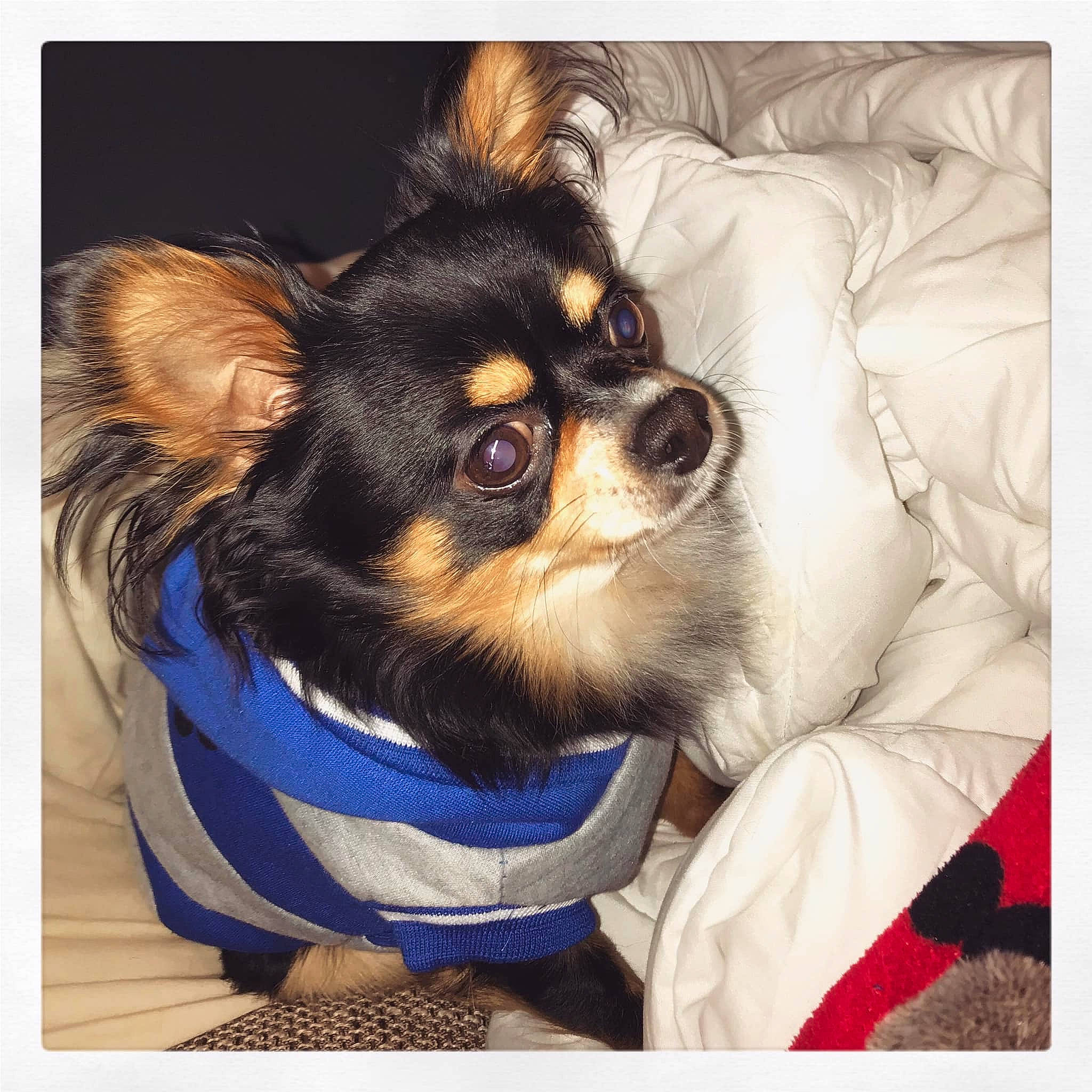 Ciro