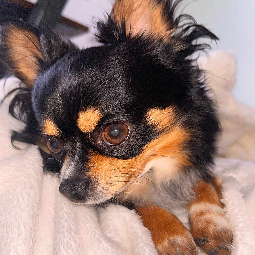 Ciro participe au concours pour gagner de l'argent avec cette photo : dog, chihuahua, small_dog, pet, cute, lying_down, fur, ears, brown_eyes, blanket, cozy, indoor, closeup, portrait, animal, domestic_animal, soft, resting, companion, cute_pet