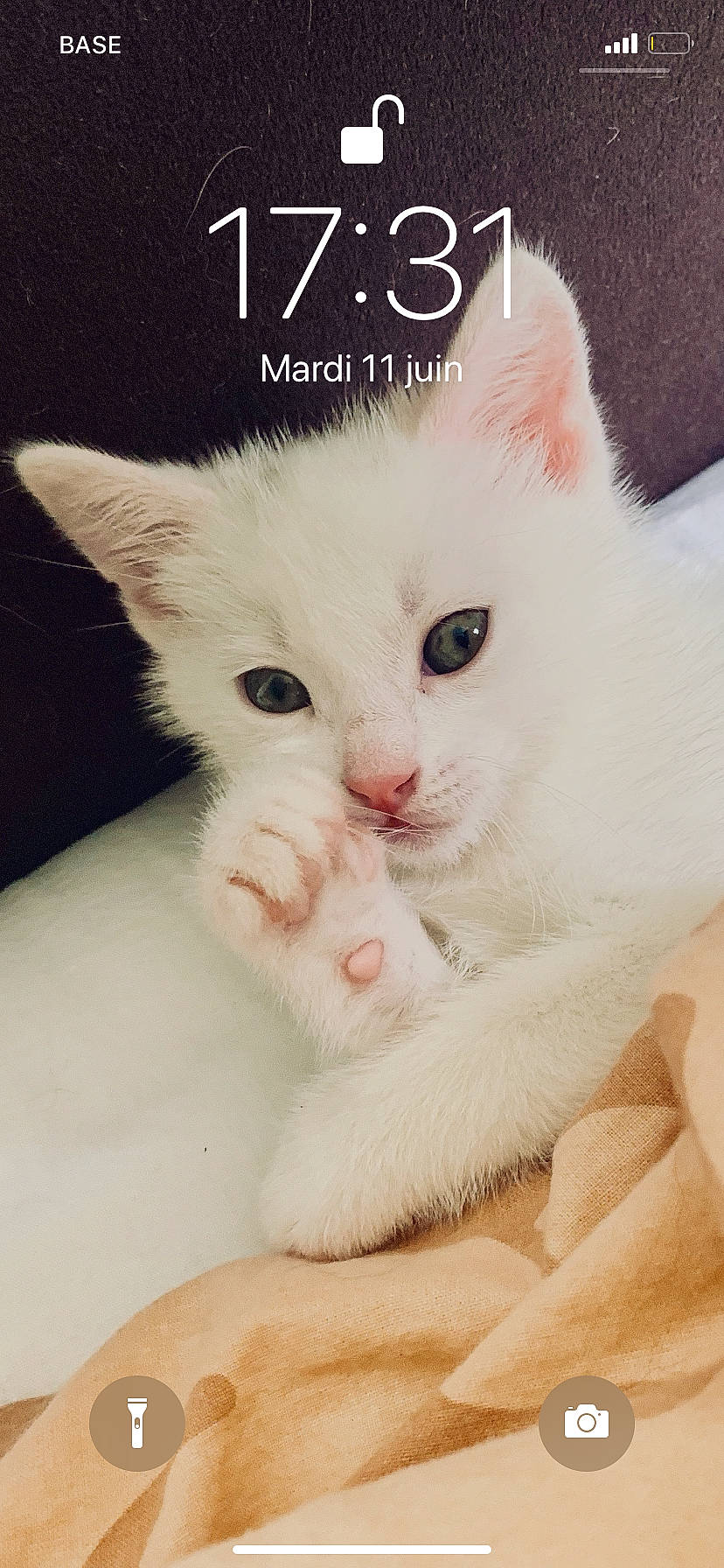 Mowgli a rejoint le concours — aidez-le/la à gagner de superbes lots ! asian, burmilla, carnivore, cat, colorpoint_shorthair, domestic_short_haired_cat, fawn, felidae, khao_manee, kitten, mammal, nose, photo_caption, polydactyl_cat, skin, small_to_medium_sized_cats, turkish_angora, turkish_van, vertebrate, whiskers