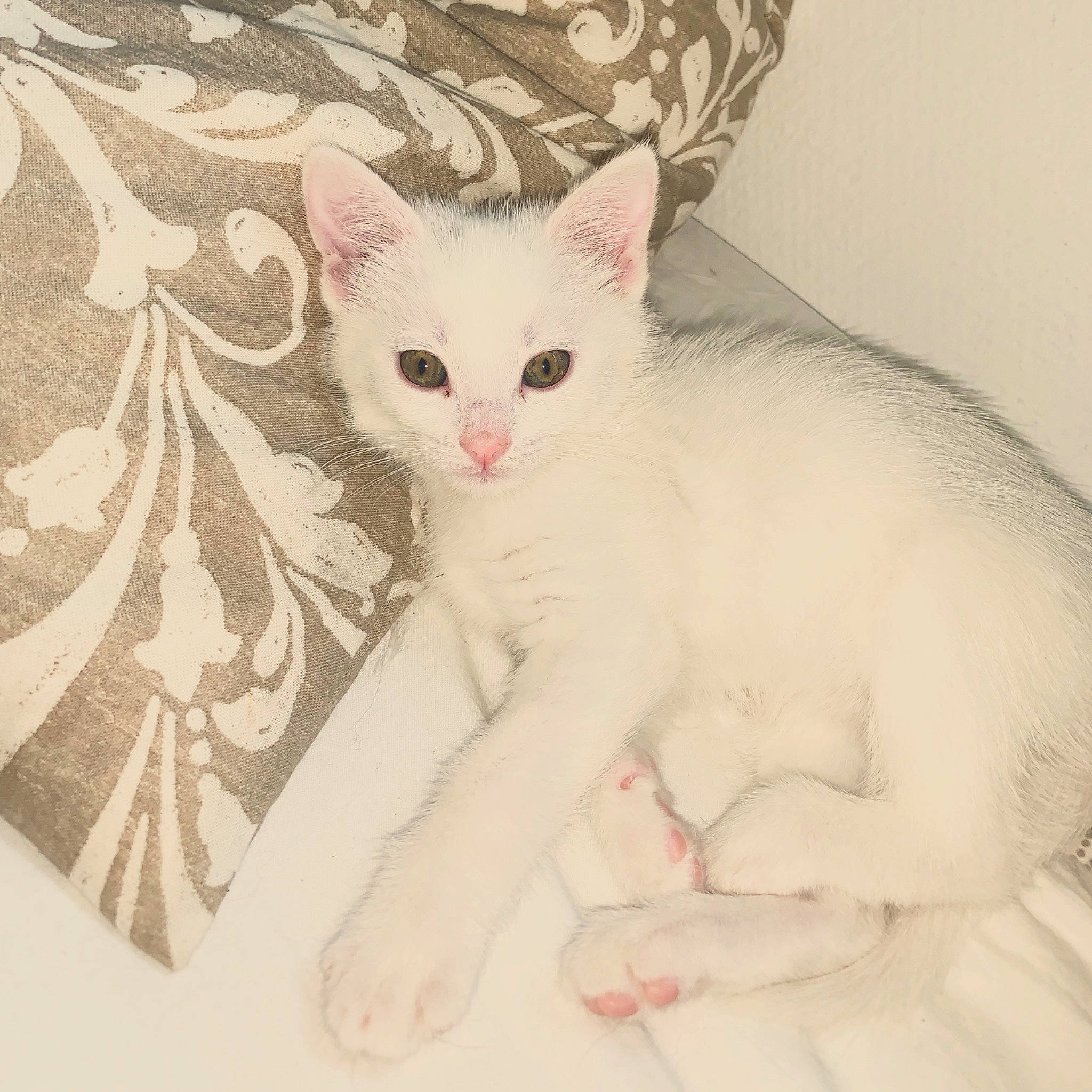 Mowgli participe au concours pour gagner de l'argent avec cette photo : aegean_cat, asian, burmilla, carnivore, cat, colorpoint_shorthair, domestic_short_haired_cat, ear, eye, felidae, javanese, khao_manee, kitten, mammal, oriental_longhair, small_to_medium_sized_cats, tail, turkish_angora, turkish_van, whiskers