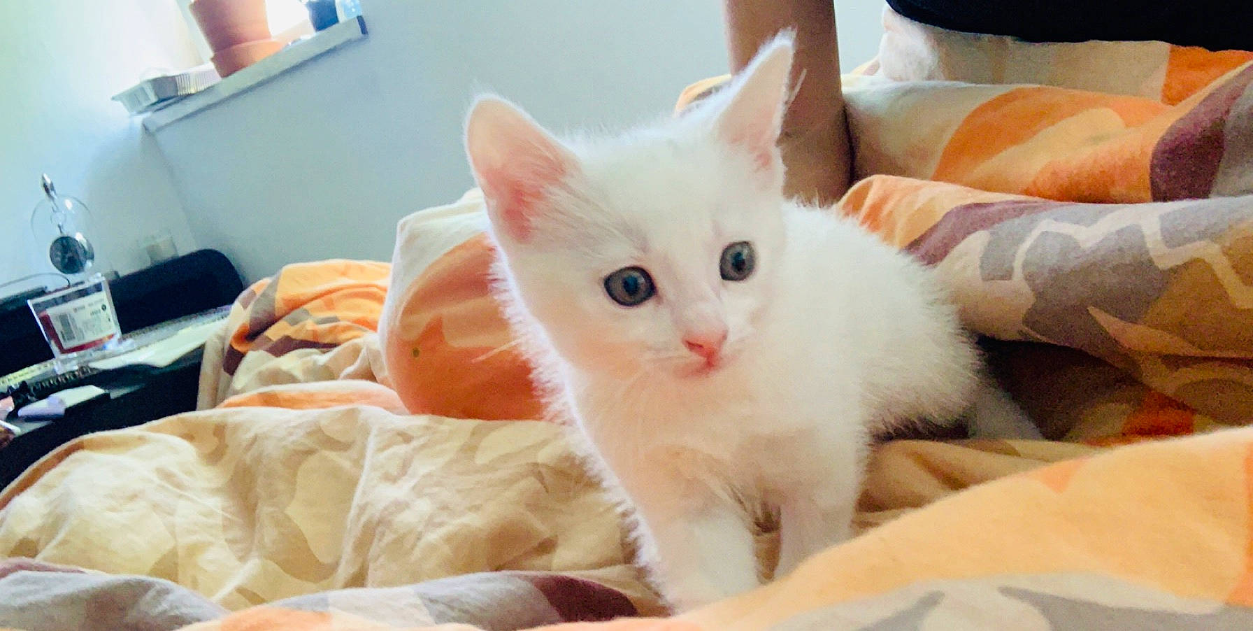 Mowgli participe au concours pour gagner de l'argent avec cette photo : asian, burmilla, carnivore, cat, colorpoint_shorthair, domestic_short_haired_cat, ear, european_shorthair, felidae, fur, khao_manee, kitten, mammal, polydactyl_cat, skin, small_to_medium_sized_cats, turkish_angora, turkish_van, vertebrate, whiskers