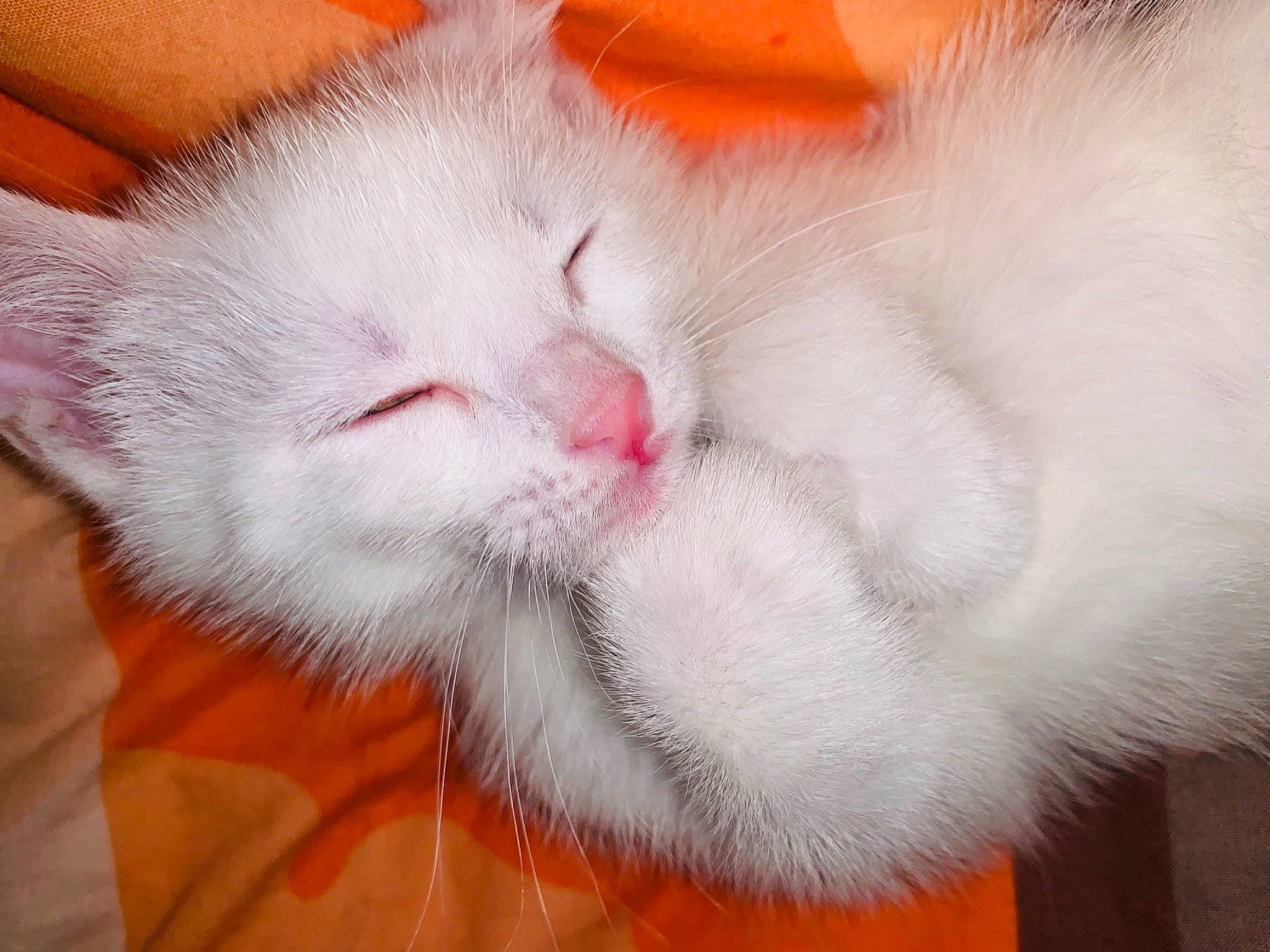 Mowgli participe au concours pour gagner de l'argent avec cette photo : carnivore, cat, fawn, felidae, fur, kitten, nose, paw, polydactyl_cat, ragdoll, small_to_medium_sized_cats, snout, tail, turkish_angora, turkish_van, whiskers