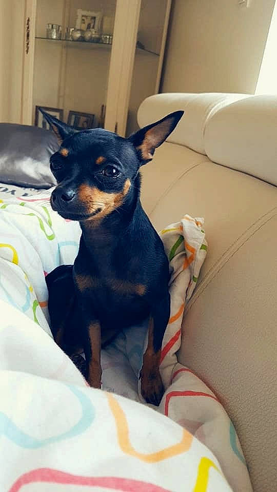 Zaza participe au concours pour gagner de l'argent avec cette photo : canidae, carnivore, companion_dog, dog, dog_breed, english_toy_terrier, german_pinscher, mammal, manchester_terrier, miniature_fox_terrier, miniature_pinscher, pinscher, prazsky_krysarik, puppy, russkiy_toy, snout, toy_dog, toy_fox_terrier, toy_manchester_terrier, vertebrate