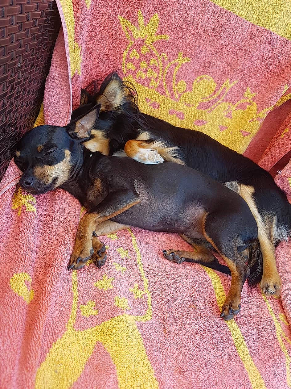 Zaza participe au concours pour gagner de l'argent avec cette photo : austrian_black_and_tan_hound, black_and_tan_terrier, canidae, carnivore, dog, dog_breed, english_toy_terrier, german_pinscher, mammal, manchester_terrier, miniature_pinscher, pinscher, prazsky_krysarik, puppy, russkiy_toy, toy_dog, toy_manchester_terrier, transylvanian_hound, vertebrate