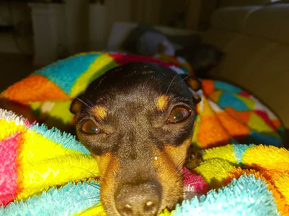 Zaza a rejoint le concours — aidez-le/la à gagner de superbes lots ! canidae, carnivore, dachshund, dog, dog_breed, dog_toy, german_pinscher, guard_dog, manchester_terrier, miniature_pinscher, pinscher, puppy, snout, toy_dog, toy_manchester_terrier