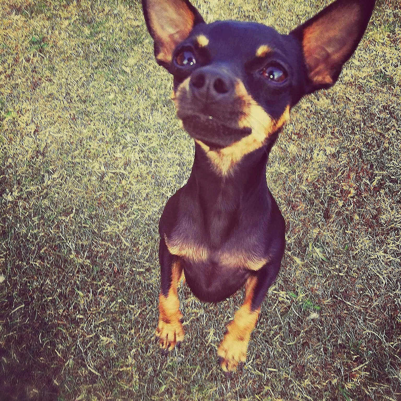 Zaza