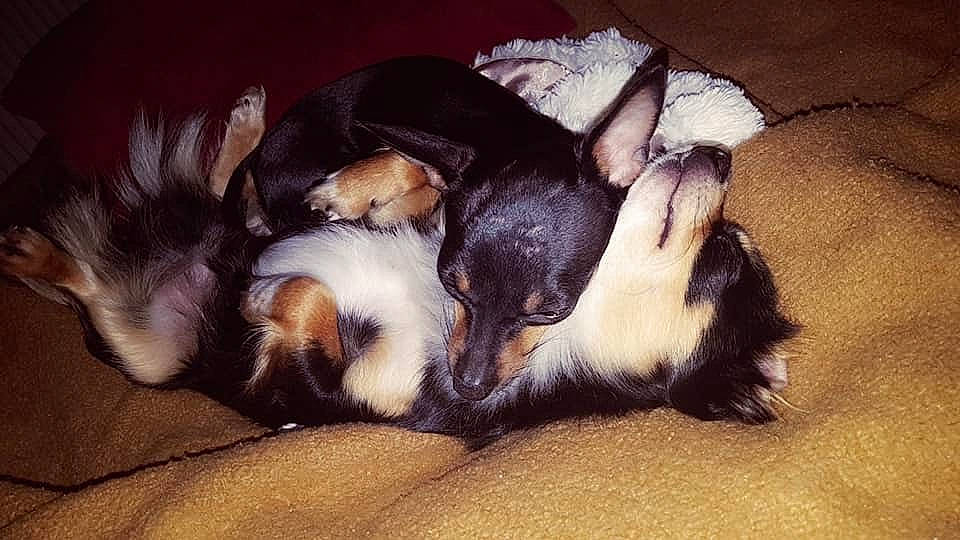 Zaza participe au concours pour gagner de l'argent avec cette photo : canidae, carnivore, companion_dog, dog, dog_breed, fox_terrier, mammal, paw, puppy, puppy_love, shih_tzu, tibetan_terrier, vertebrate