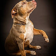 Brooklyn participe au concours pour gagner de l'argent avec cette photo : dog, canine, pet, animal, studio, portrait, brown, white, paw, collar, sitting, looking_up, short_hair, domestic_animal, mammal, indoor, isolated, focused, expression, background_blur