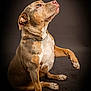 dog, canine, pet, animal, studio, portrait, brown, white, paw, collar, sitting, looking_up, short_hair, domestic_animal, mammal, indoor, isolated, focused, expression, background_blur