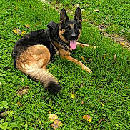 Texane participe au concours pour gagner de l'argent avec cette photo : animal, canine, daylight, dog, ears, fall, fur, german_shepherd, grass, greenery, happy, leaf, lying_down, nature, outdoor, park, pet, relaxed, scenery, tongue_out