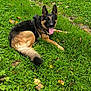 animal, canine, daylight, dog, ears, fall, fur, german_shepherd, grass, greenery, happy, leaf, lying_down, nature, outdoor, park, pet, relaxed, scenery, tongue_out