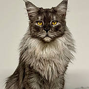 Vito a rejoint le concours — aidez-le/la à gagner de superbes lots ! animal, calm, cat, close_up, cute, domestic_animal, ears, feline, fluffy, fur, gray, indoor, long_hair, looking_at_camera, majestic, pet, portrait, sitting, whiskers, yellow_eyes
