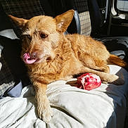 Flash a rejoint le concours — aidez-le/la à gagner de superbes lots ! bone, canine, car, closeup, dog, ears, fur, licking, mouth, paw, pet, plaid_pattern, raw_meat, resting, seat, shadow, sunlight, tongue, vehicle_interior, white_cloth