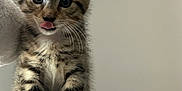 Kyo participe au concours pour gagner de l'argent avec cette photo : adorable, animal, cat, closeup, cute, feline, fur, fuzzy, indoor, kitten, paws, pet, playful, sitting, soft, striped, tabby, tongue, whiskers, young