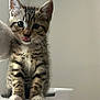 Kyo participe au concours pour gagner de l'argent avec cette photo : kitten, cat, tabby, feline, pet, animal, cute, young, fur, whiskers, paws, sitting, playful, indoor, soft, striped, tongue, closeup, adorable, fuzzy