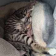 Kyo participe au concours pour gagner de l'argent avec cette photo : cat, kitten, sleeping, striped, paw, tail, blanket, soft, cozy, fur, resting, cute, indoor, pet, comfort, pillow, animal, home, relax, nap