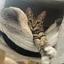 cat, kitten, tabby, pet, animal, feline, cozy, plush, hammock, stretching, cute, indoor, fur, whiskers, paws, relaxing, curious, young, soft, comfortable