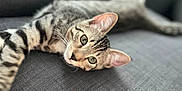 Kyo participe au concours pour gagner de l'argent avec cette photo : cat, tabby_cat, indoor, couch, furniture, pet, animal, relaxed, green_eyes, ears, whiskers, fur, striped, lying_down, cozy, domestic_cat, closeup, soft_focus, grey, living_room
