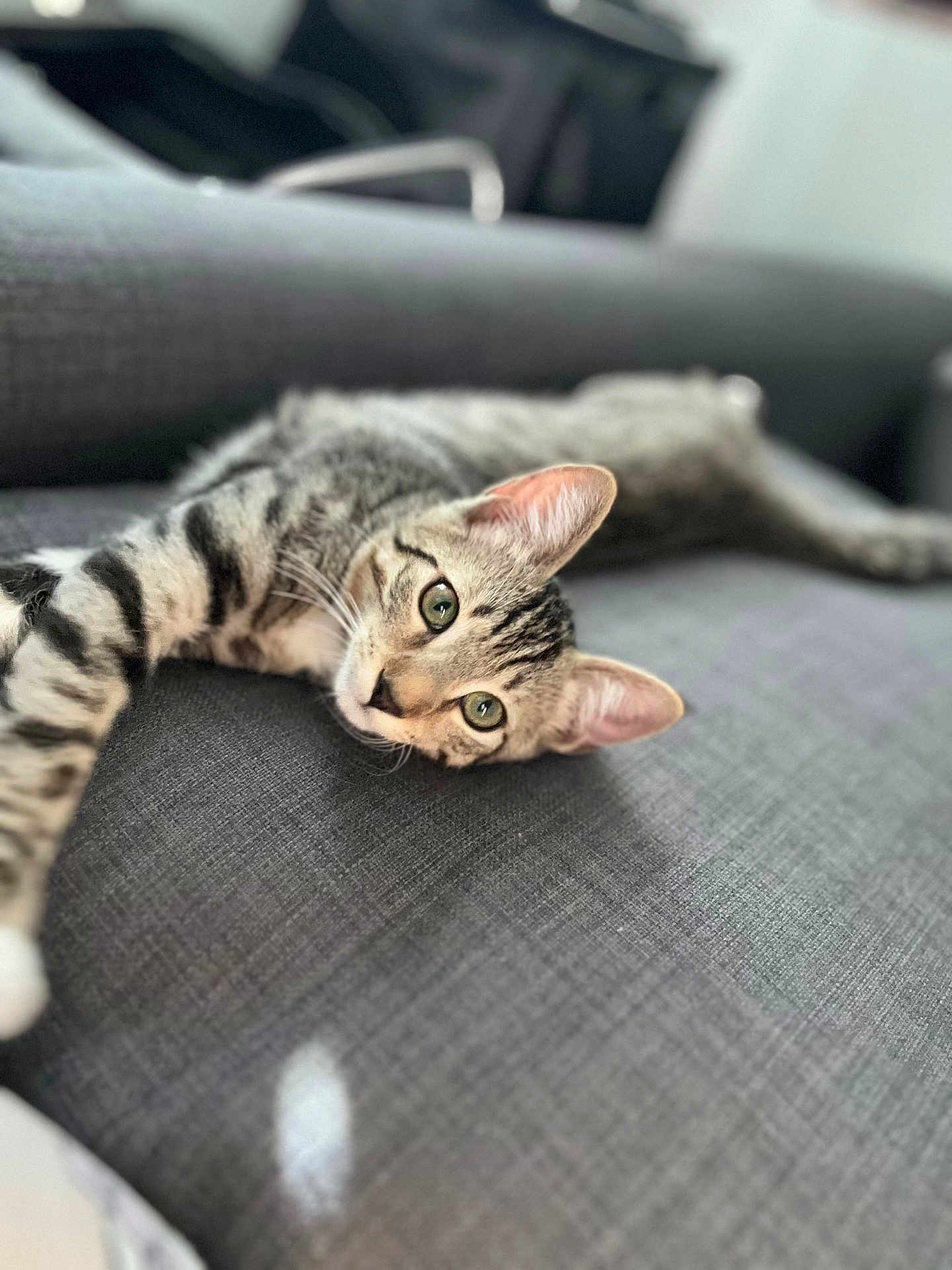 Kyo participe au concours pour gagner de l'argent avec cette photo : cat, tabby_cat, indoor, couch, furniture, pet, animal, relaxed, green_eyes, ears, whiskers, fur, striped, lying_down, cozy, domestic_cat, closeup, soft_focus, grey, living_room