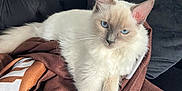 Lola is registered to the contest to win money with this photo: cat, white_cat, blue_eyes, fluffy, pet, indoor, blanket, couch, furniture, relaxed, crossed_paws, fur, animal, domestic_animal, whiskers, ears, tail, sitting, cozy, resting