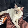 cat, white_cat, blue_eyes, fluffy, pet, indoor, blanket, couch, furniture, relaxed, crossed_paws, fur, animal, domestic_animal, whiskers, ears, tail, sitting, cozy, resting