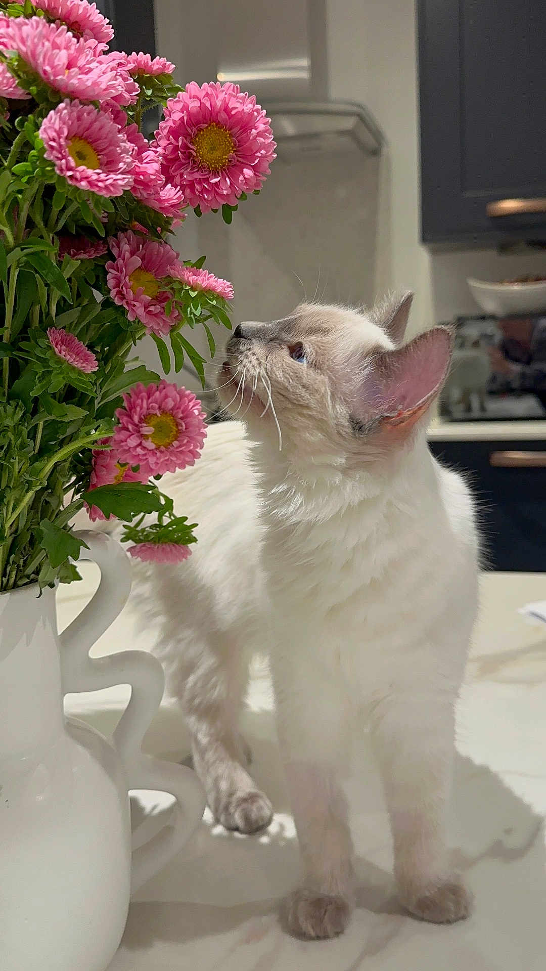 Lola