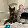 Rio is registered to the contest to win money with this photo: cat, kitten, gray_fur, pet, toy, blue_fish_toy, cat_bed, bear_shape, floor, tile, carpet, indoor, cute, animal, feline, ears, whiskers, young_cat, playful, cozy