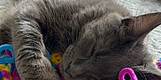 Rio joined the competition — help win amazing prizes! cat, sleeping, gray_cat, toy, colorful_toy, carpet, indoor, pet, feline, close_up, resting, cozy, curly_toy, soft_fur, whiskers, paw, relaxed, domestic_cat, home, nap