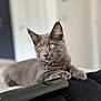 Rio is registered to the contest to win money with this photo: cat, gray_cat, pet, animal, feline, indoor, curious, relaxed, soft_fur, whiskers, ears, close_up, portrait, laying_down, black_surface, domestic_cat, cute, focused_eyes, quiet, calm