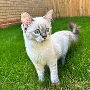 Bethany is registered to the contest to win money with this photo: kitten, cat, blue_eyes, grass, outdoor, fence, curious, pet, animal, fluffy, young_cat, nature, greenery, playful, small_animal, mammal, domestic_cat, fur, whiskers, ears
