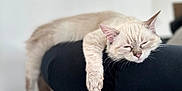 Bethany joined the competition — help win amazing prizes! cat, sleeping, feline, indoor, relaxed, cream_color, couch, furniture, pet, whiskers, paw, ears, tail, home, cozy, resting, animal, cute, soft, calm