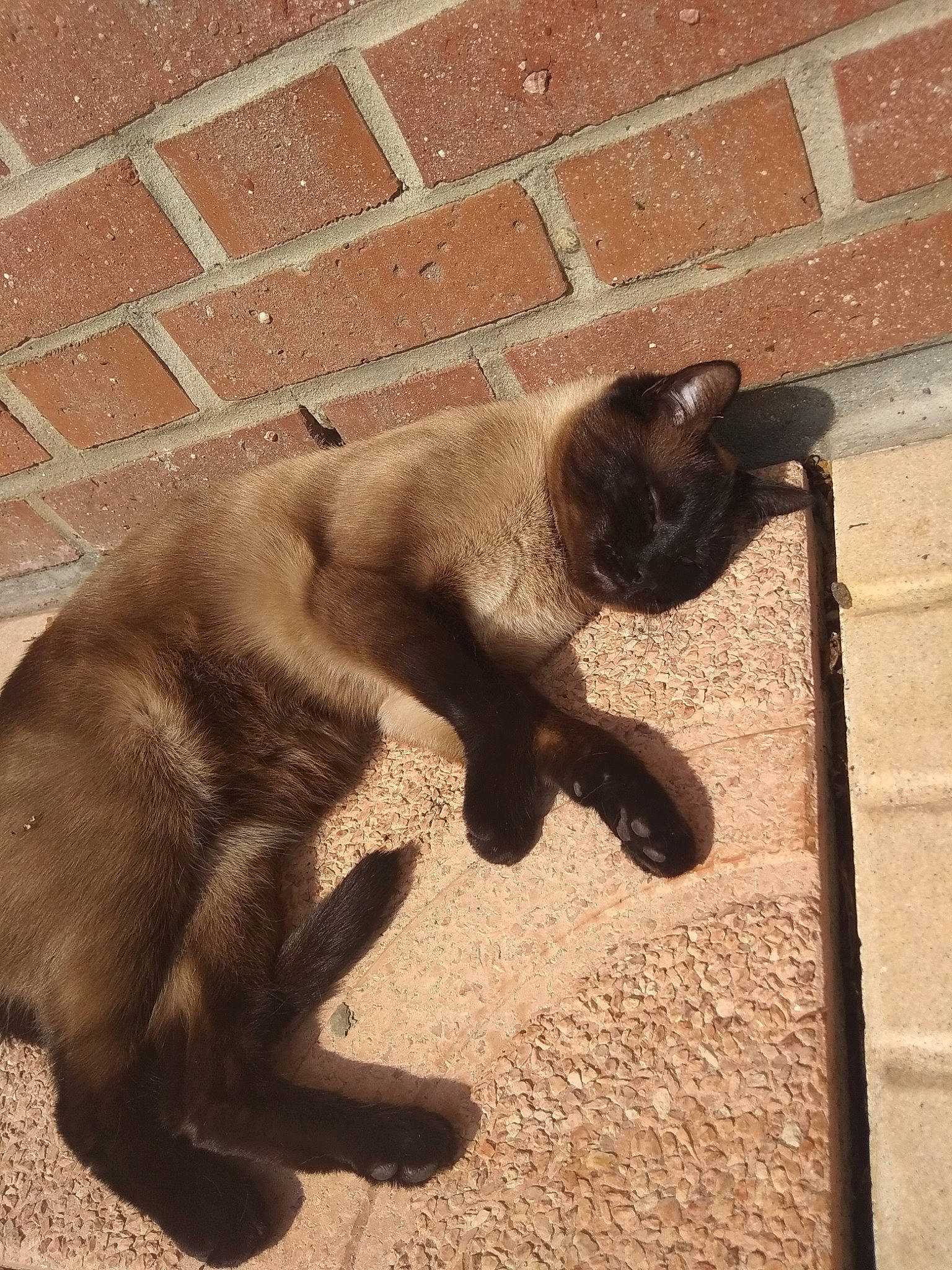 Pikatchou a rejoint le concours — aidez-le/la à gagner de superbes lots ! black_cat, burmese, carnivore, cat, fawn, felidae, paw, shadow, small_to_medium_sized_cats, snout, sporting_group, tail