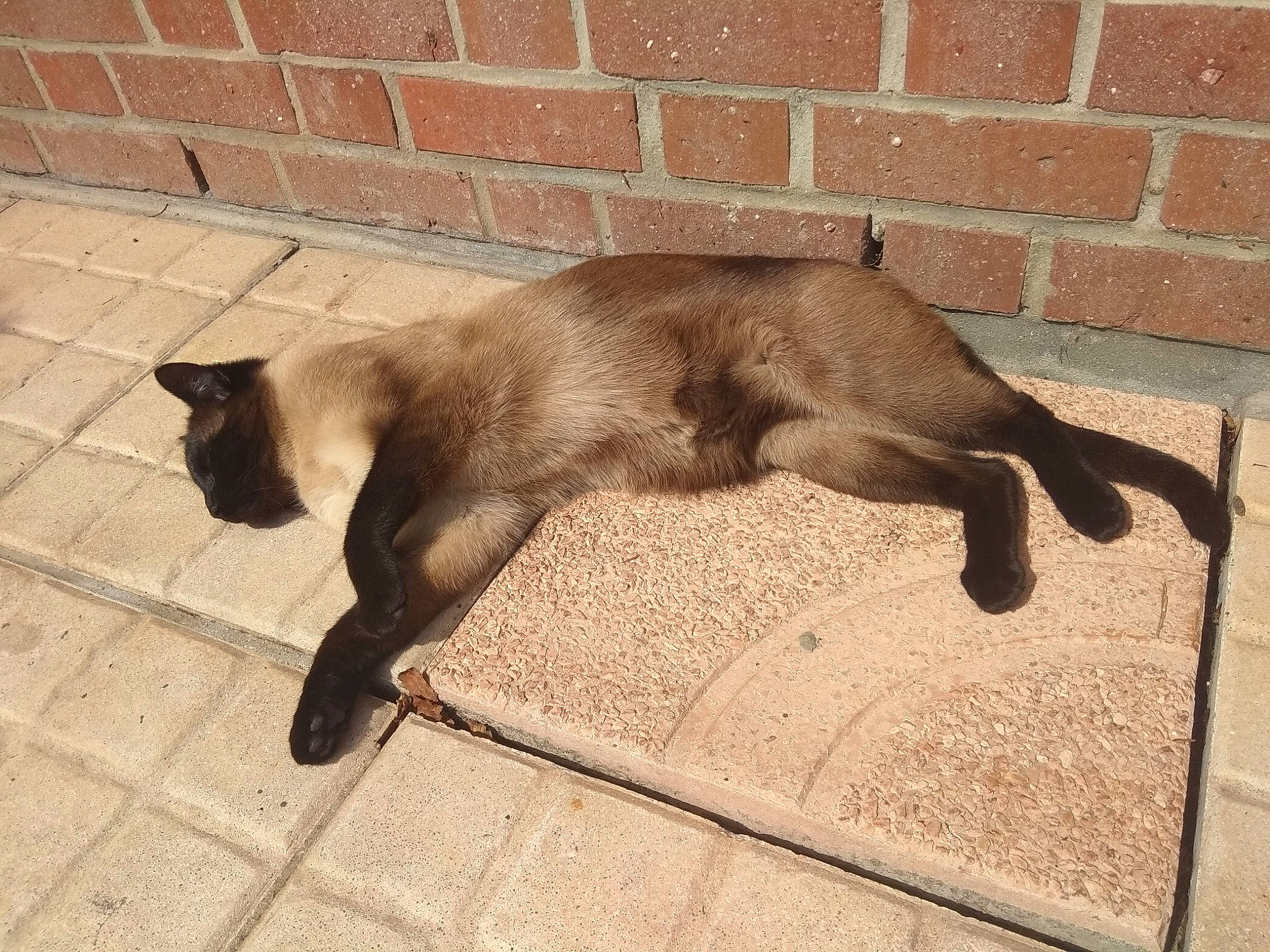 Pikatchou participe au concours pour gagner de l'argent avec cette photo : black_cat, burmese, carnivore, cat, domestic_short_haired_cat, fawn, felidae, floor, flooring, havana_brown, korat, siamese, small_to_medium_sized_cats, snout, tail, thai, tonkinese, whiskers