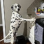animal, apple, box, canine, dalmatian, dog, drawer, food, fruit, furniture, indoors, pear, pet, plant, pointer, produce, puppy