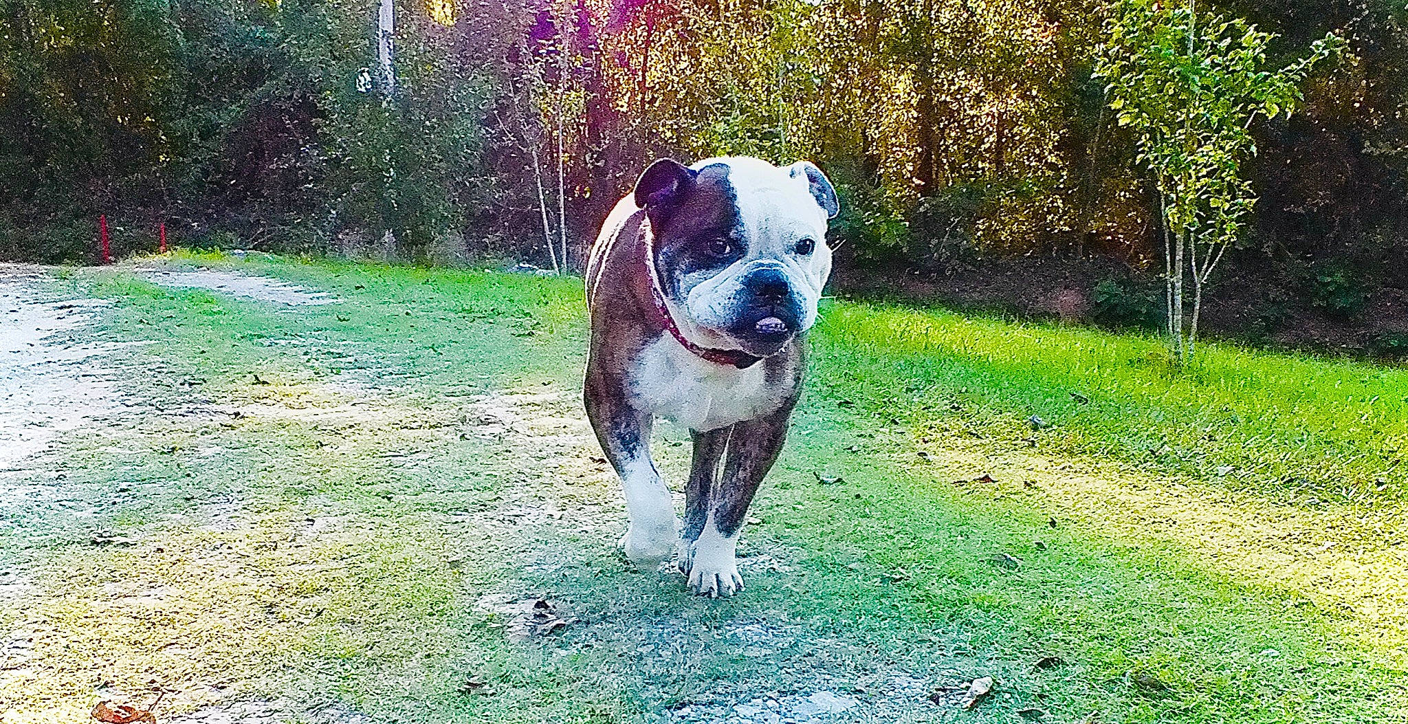 Luke is registered to the contest to win money with this photo: ancient_dog_breeds, bulldog, canidae, carnivore, companion_dog, dog, dog_breed, dog_supply, fawn, grass, groundcover, hunting_dog, molosser, non_sporting_group, plant, snout, sporting_group, terrestrial_animal, working_animal, working_dog