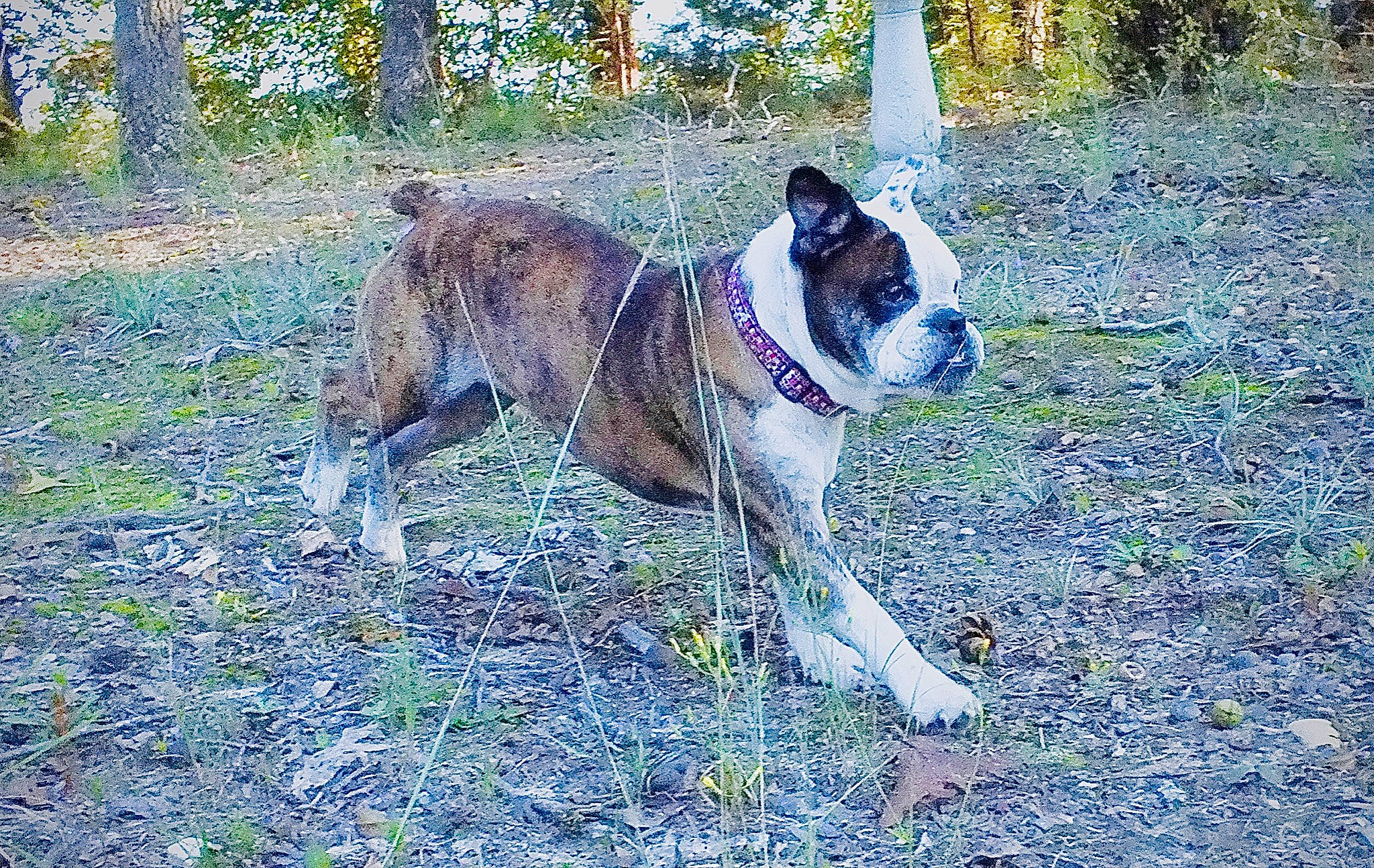 Luke is registered to the contest to win money with this photo: bulldog, canidae, carnivore, collar, companion_dog, dog, dog_breed, dog_collar, fawn, grass, groundcover, plant, snout, sporting_group, tail, terrestrial_animal, tree, whiskers, working_animal, working_dog