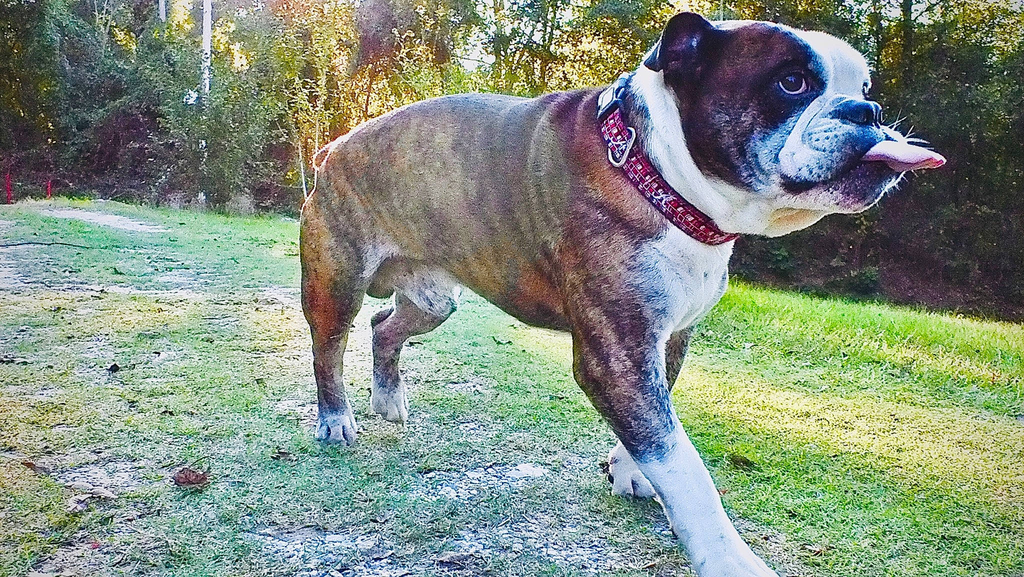 Luke joined the competition — help win amazing prizes! bulldog, canidae, carnivore, collar, companion_dog, dog, dog_breed, dog_collar, dog_supply, fawn, grass, leash, plant, sporting_group, tail, terrestrial_animal, tree, whiskers, working_animal, working_dog