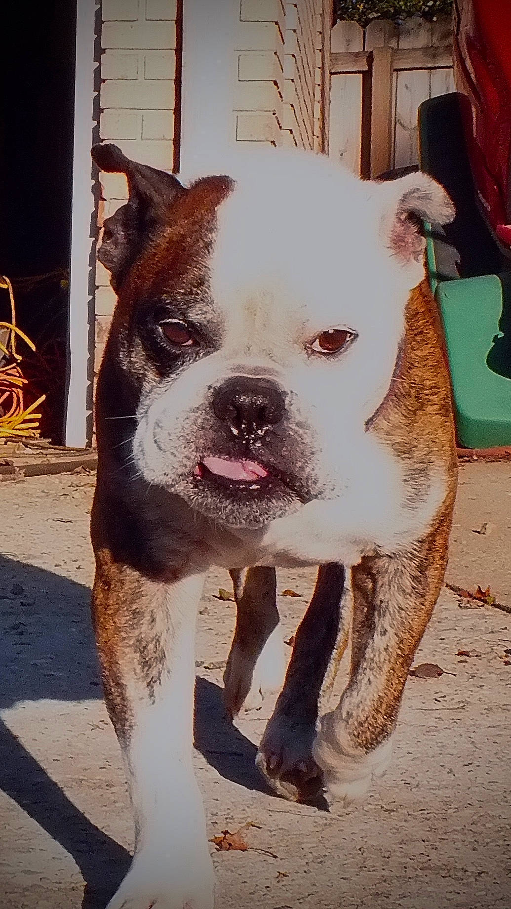 Luke is registered to the contest to win money with this photo: ancient_dog_breeds, bulldog, canidae, carnivore, companion_dog, dog, dog_breed, fawn, fur, jaw, molosser, non_sporting_group, old_english_bulldog, snout, sporting_group, whiskers, working_animal, working_dog, wrinkle