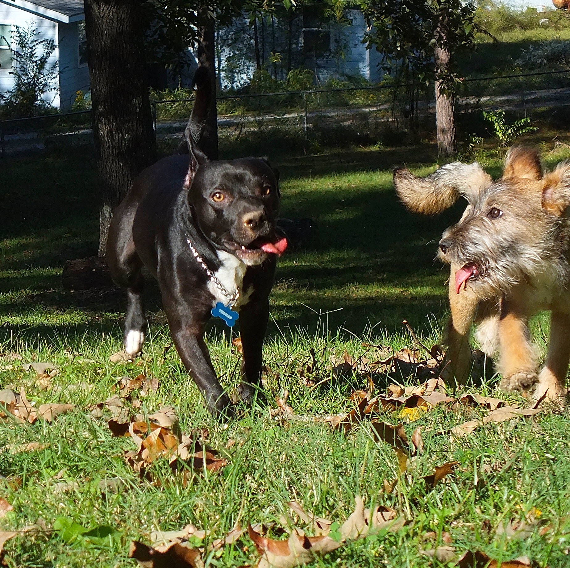 Thomas is registered to the contest to win money with this photo: canidae, carnivore, companion_dog, dog, dog_breed, dog_supply, fawn, garden, grass, guard_dog, non_sporting_group, plant, snout, sporting_group, tail, terrestrial_animal, tree, window, working_animal, working_dog