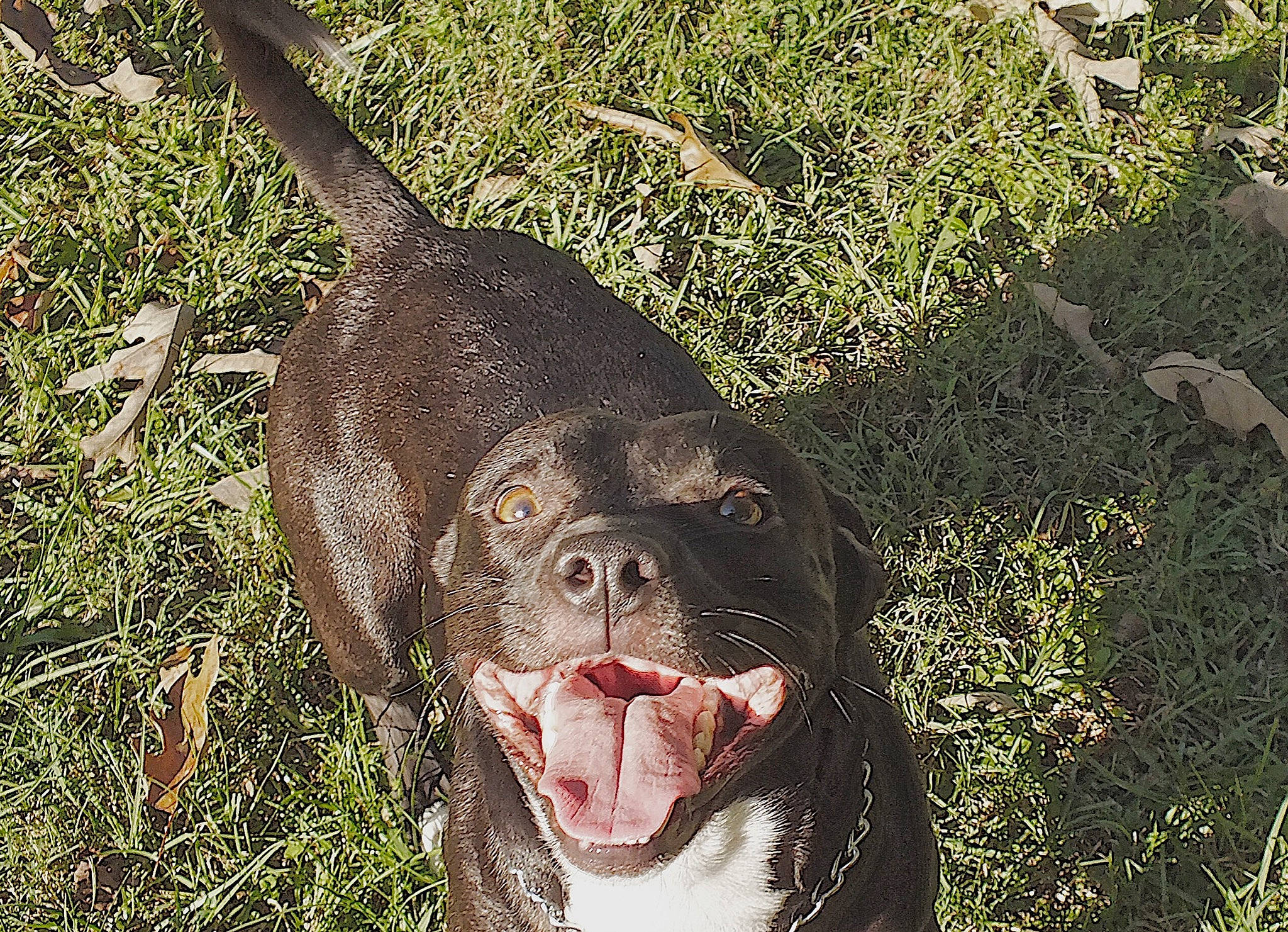 Thomas joined the competition — help win amazing prizes! adaptation, art, botany, carnivore, companion_dog, dog, dog_breed, dog_collar, fawn, grass, groundcover, liver, organism, plant, snout, sporting_group, terrestrial_animal, vertebrate, whiskers, working_animal