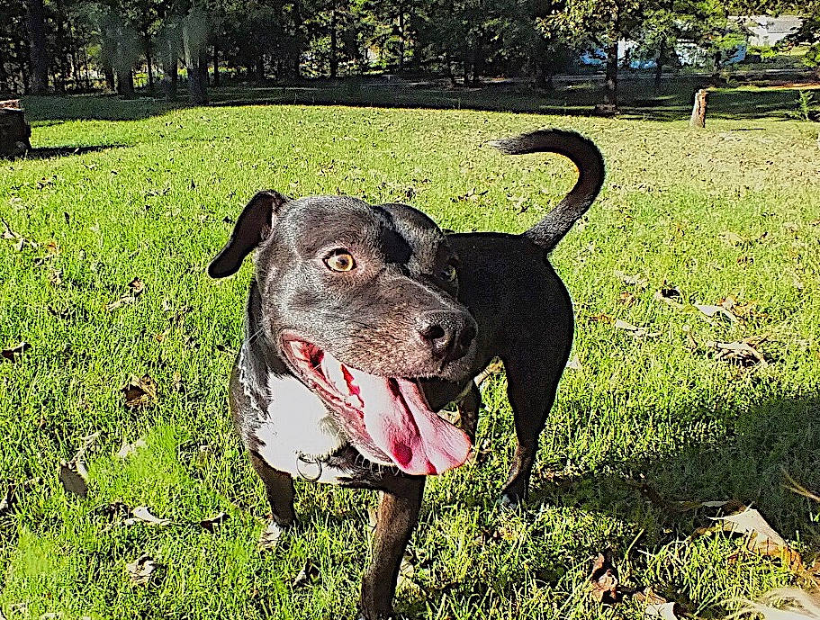 Thomas joined the competition — help win amazing prizes! canidae, carnivore, collar, companion_dog, dog, dog_breed, dog_collar, dog_supply, fashion_accessory, fawn, grass, grassland, groundcover, leash, meadow, plant, snout, sporting_group, tree, working_animal