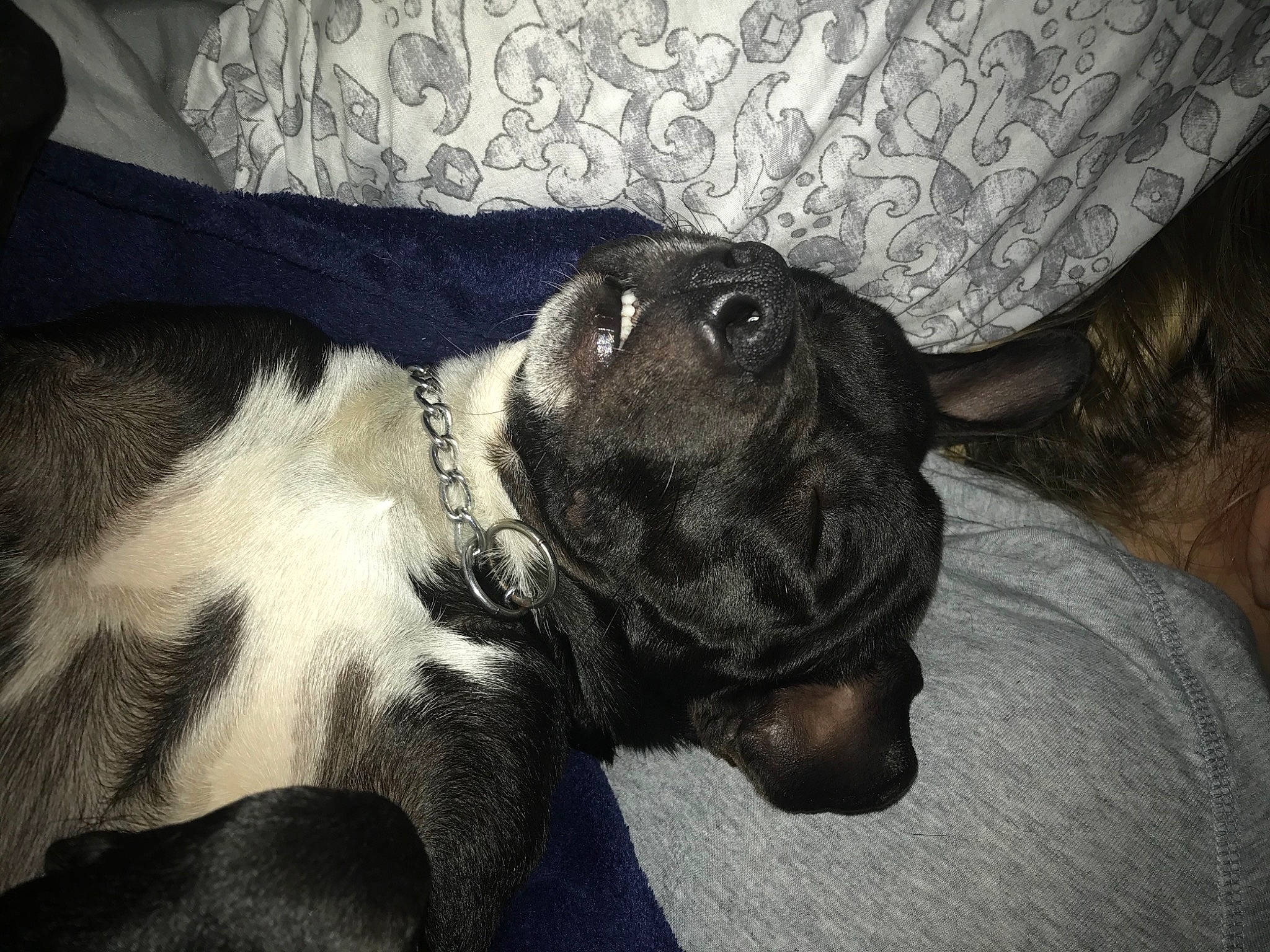 Thomas joined the competition — help win amazing prizes! canidae, carnivore, comfort, companion_dog, couch, dog, dog_breed, fawn, fur, grey, guard_dog, nap, paw, snout, sporting_group, terrestrial_animal, tints_and_shades, toy_dog, whiskers, working_animal