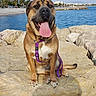 animal, beach, blue_sky, canine, coast, daytime, dog, happy, harness, leash, nature, outdoor, pet, rocks, sea, sitting, sunny, tongue_out, vacation, water