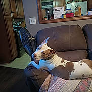 Nila joined the competition — help win amazing prizes! appliances, brown_and_white, casual, collar, couch, dog, domestic, fan, furniture, home_interior, household_items, kitchen, light_switch, living_room, mirror, pet, quilt, relaxed, window, wood_floor