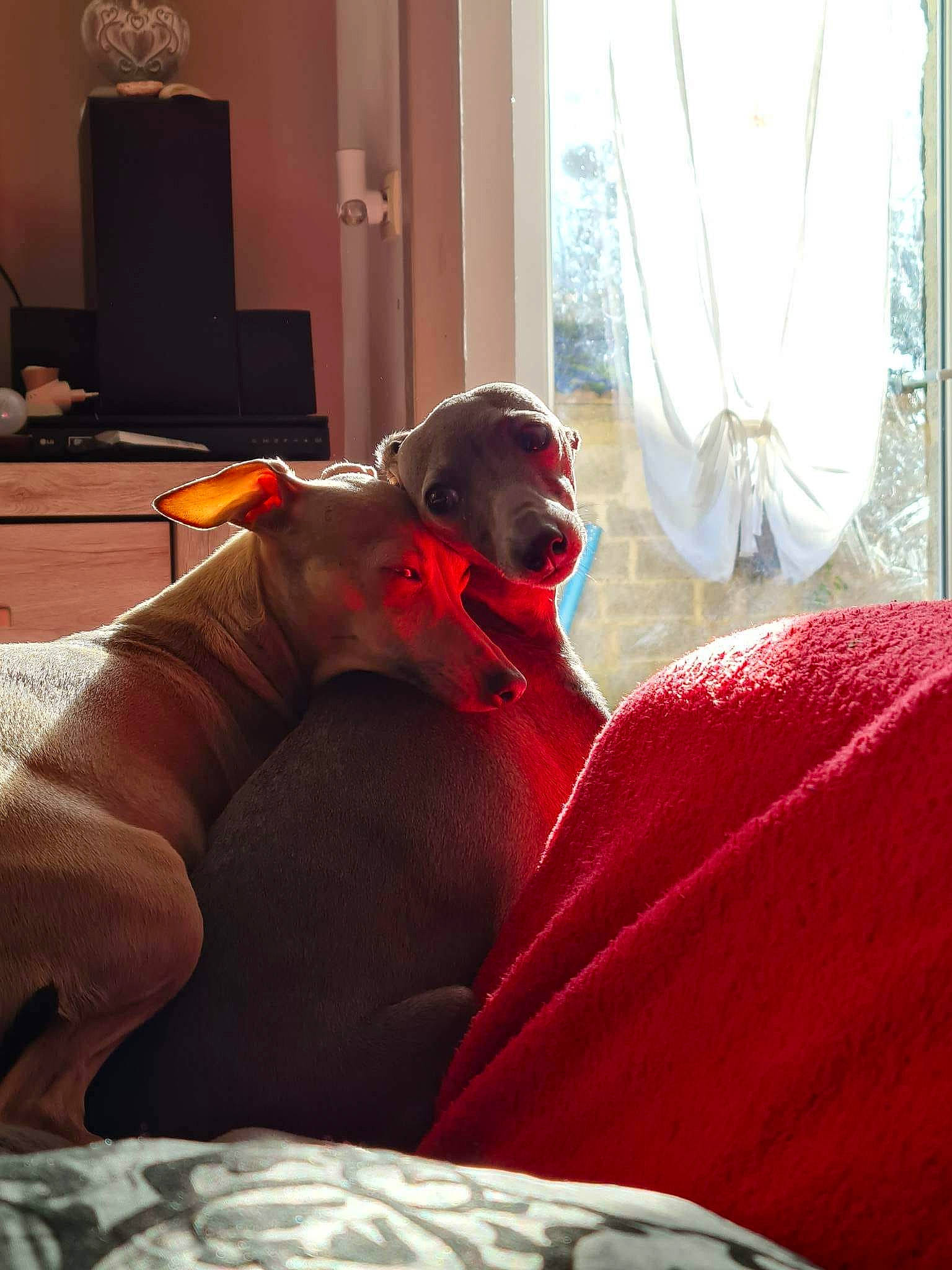 Pola Et Romance a rejoint le concours — aidez-le/la à gagner de superbes lots ! bedding, bedroom, blanket, comfort, companion_dog, curtain, dog, eyewear, flesh, flooring, human_leg, knee, linens, magenta, nap, room, sitting, textile, thigh, window