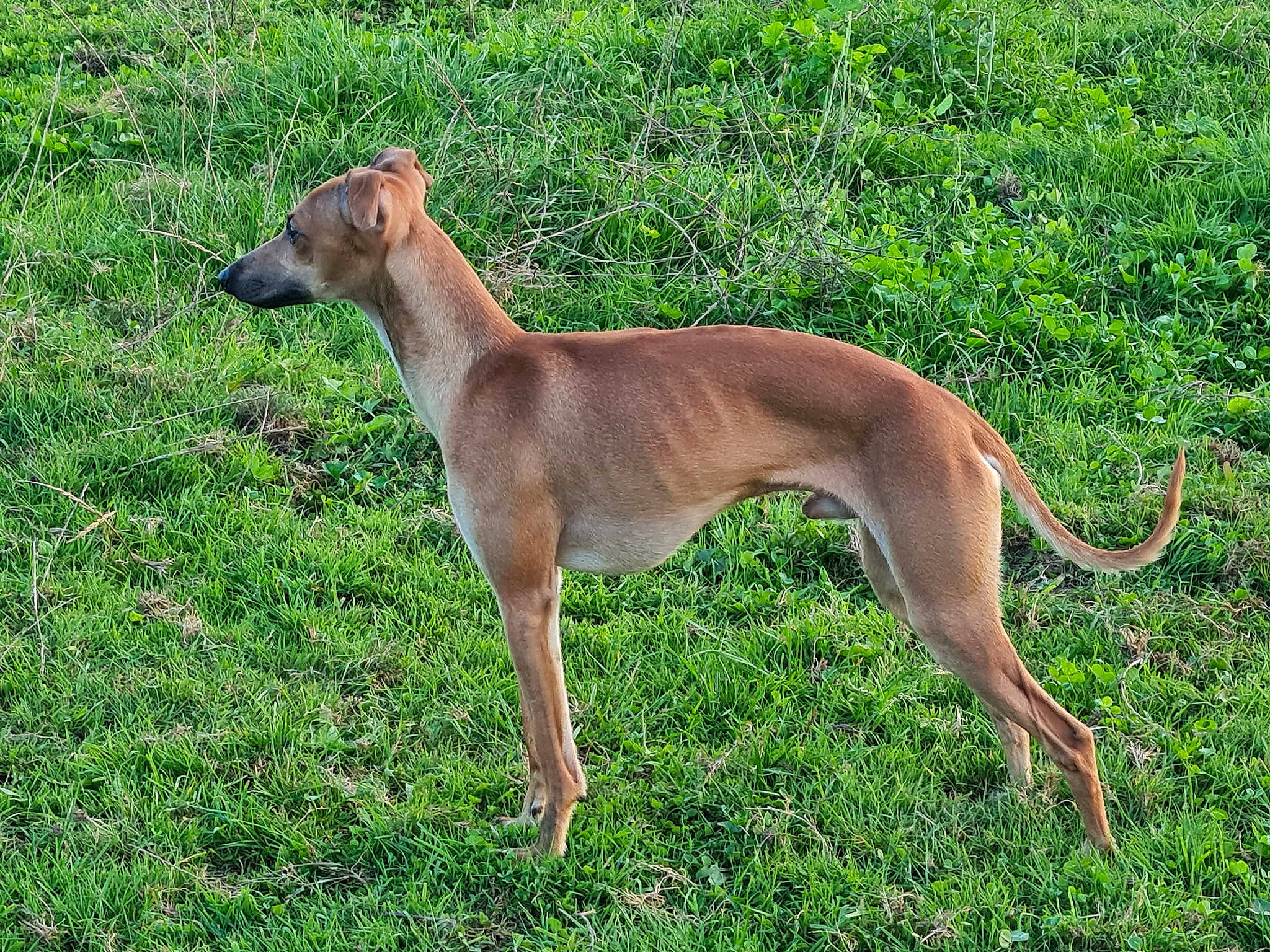 Pola Et Romance a rejoint le concours — aidez-le/la à gagner de superbes lots ! canidae, carnivore, companion_dog, dog, dog_breed, dog_sports, dog_supply, fawn, hortaya_borzaya, magyar_agar, metal, mudhol_hound, pet_supply, plant, rampur_greyhound, sighthound, sporting_group, tail, terrestrial_animal, working_animal